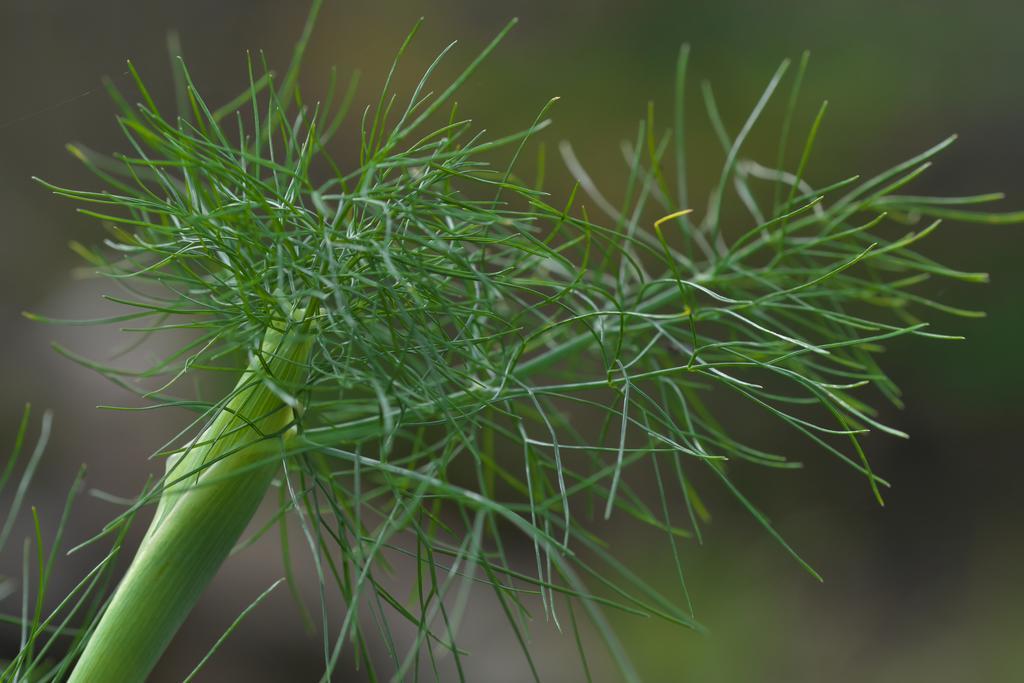 Pension Aloisia Scheffau am Wilden Kaiser Esterno foto