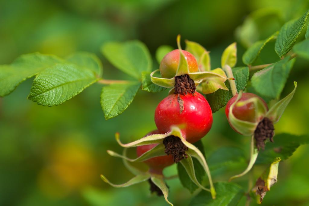 Pension Aloisia Scheffau am Wilden Kaiser Esterno foto