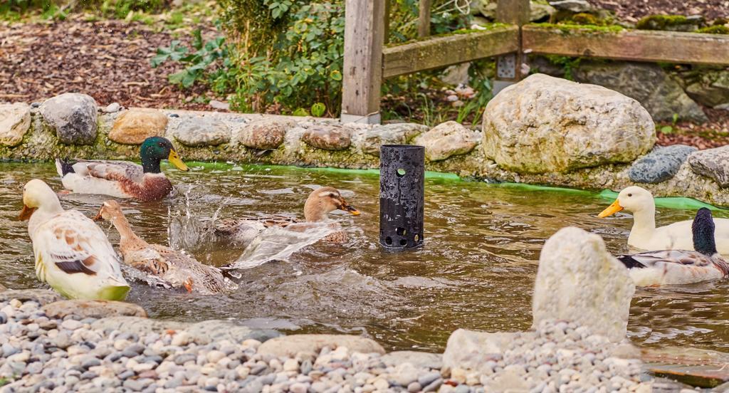 Pension Aloisia Scheffau am Wilden Kaiser Esterno foto