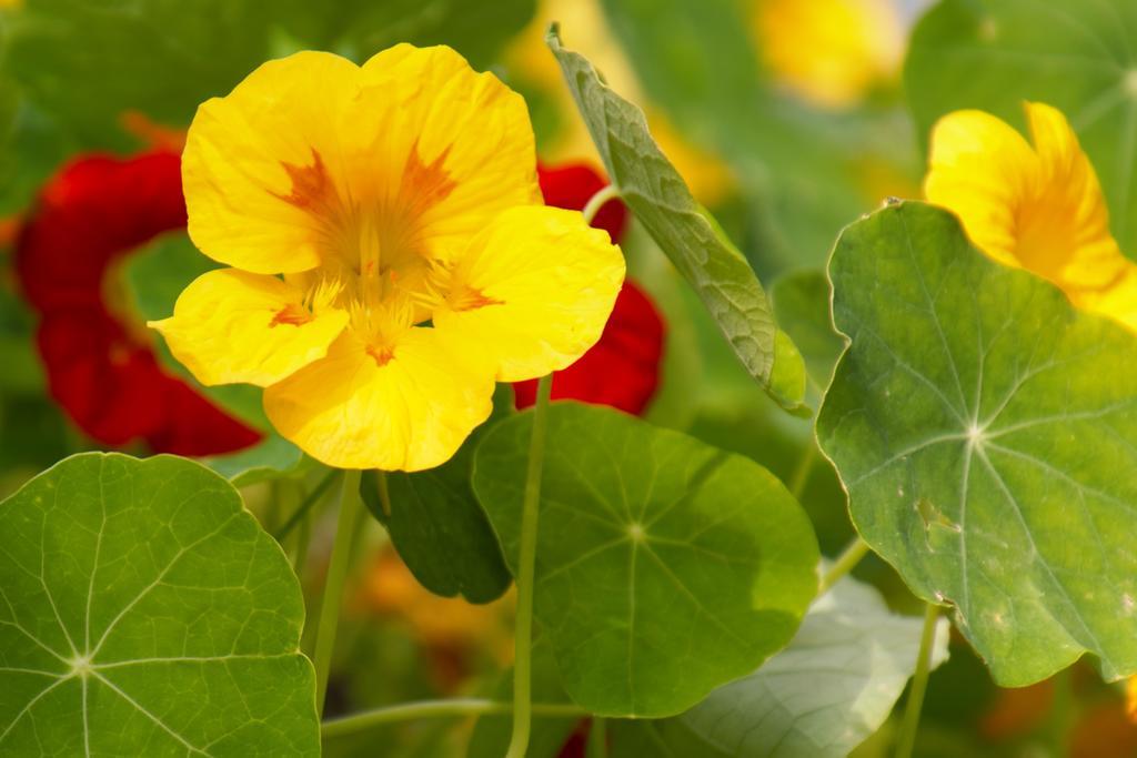 Pension Aloisia Scheffau am Wilden Kaiser Esterno foto