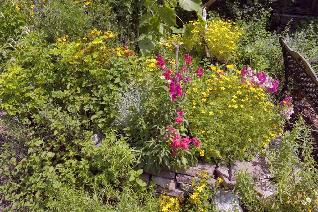 Pension Aloisia Scheffau am Wilden Kaiser Esterno foto