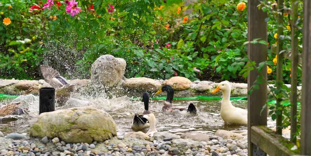 Pension Aloisia Scheffau am Wilden Kaiser Esterno foto