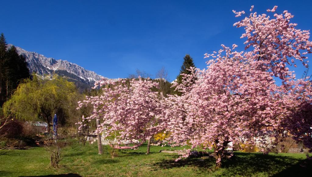 Pension Aloisia Scheffau am Wilden Kaiser Esterno foto